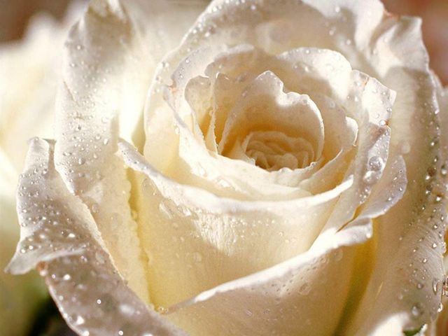 white-rose.jpg