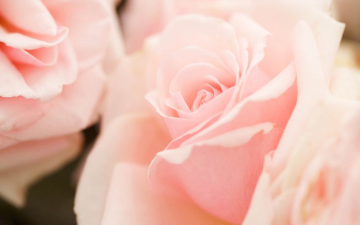 light-pink-rose.jpg