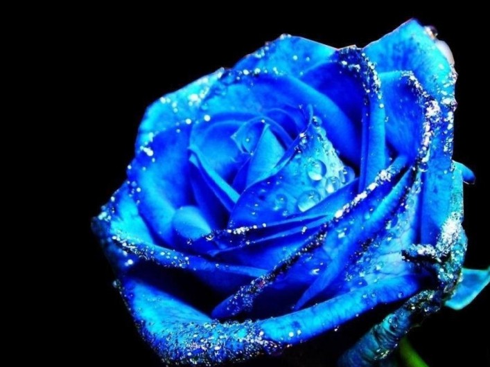 blue-rose-2.jpg