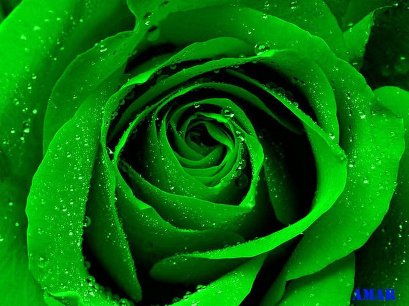 green-rose.jpg