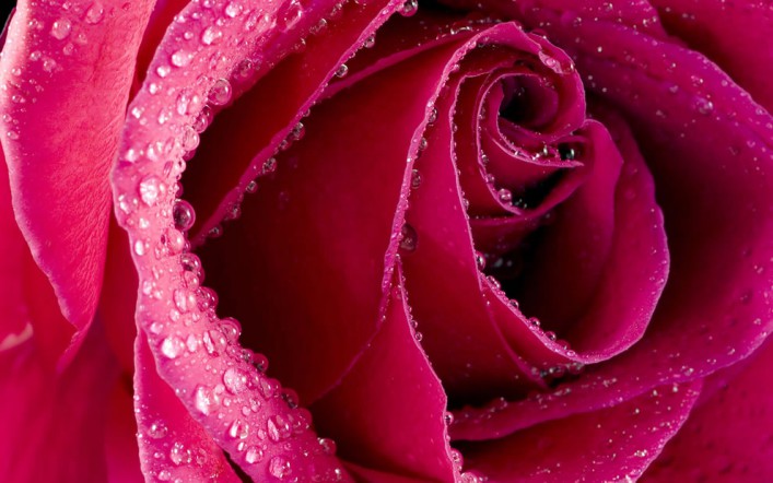 dark-pink-rose.jpg