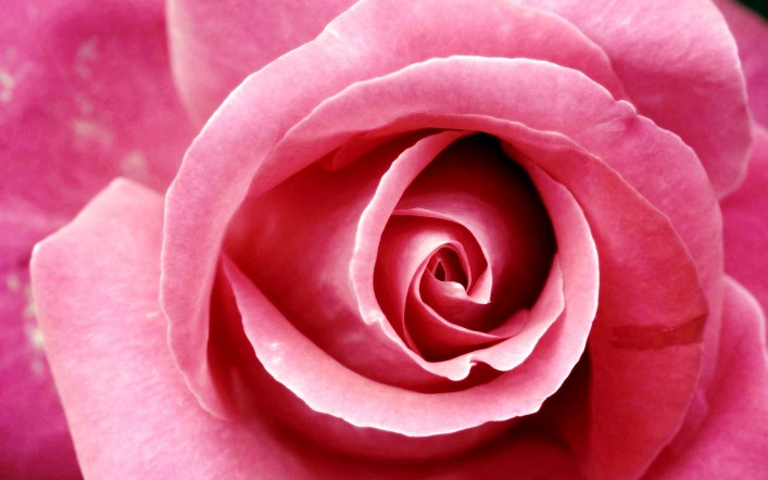 pink-rose-3.jpg