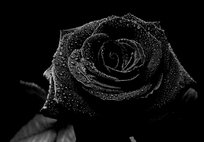 black-rose.png